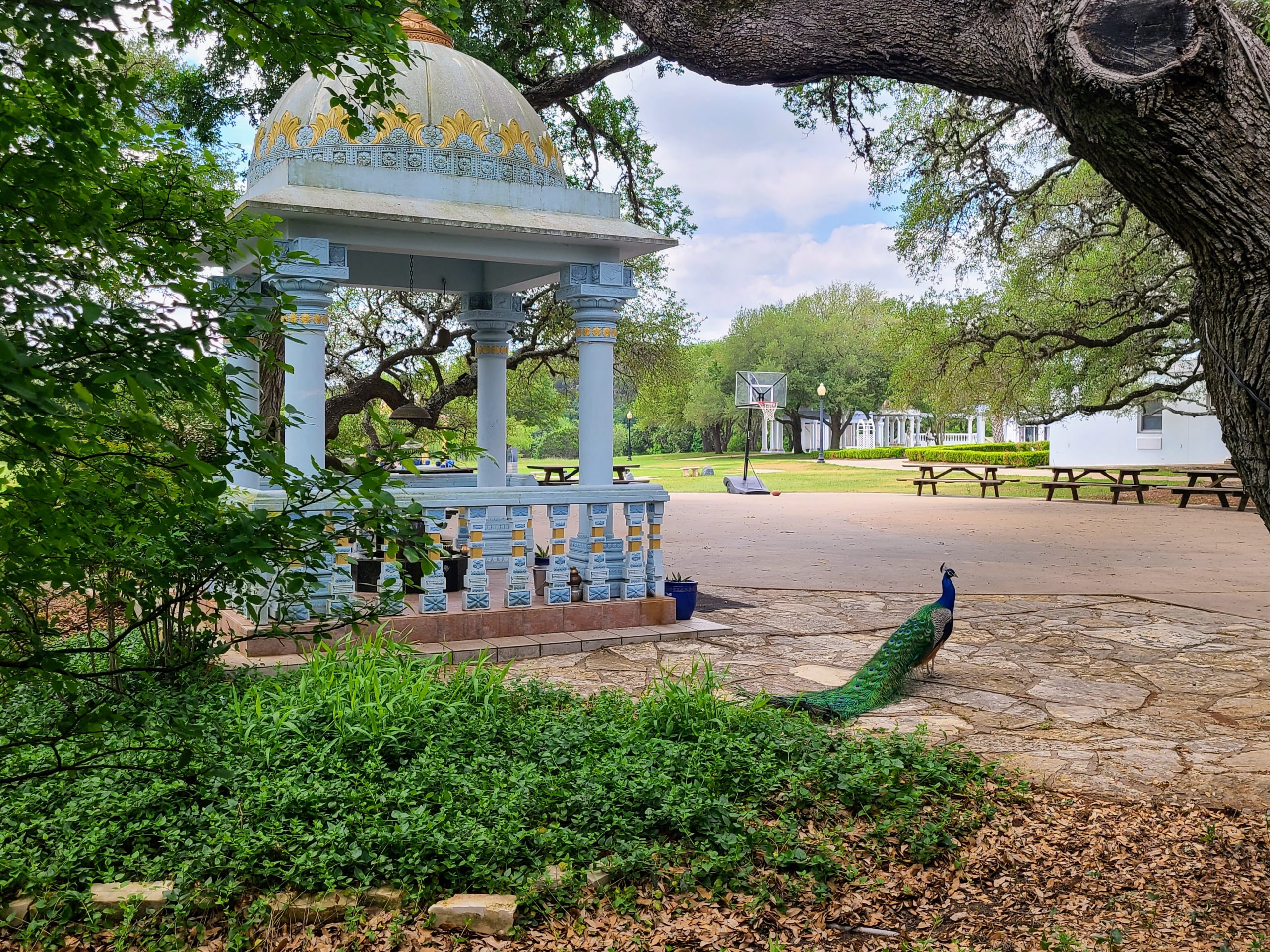 Hindu shrine and peacock