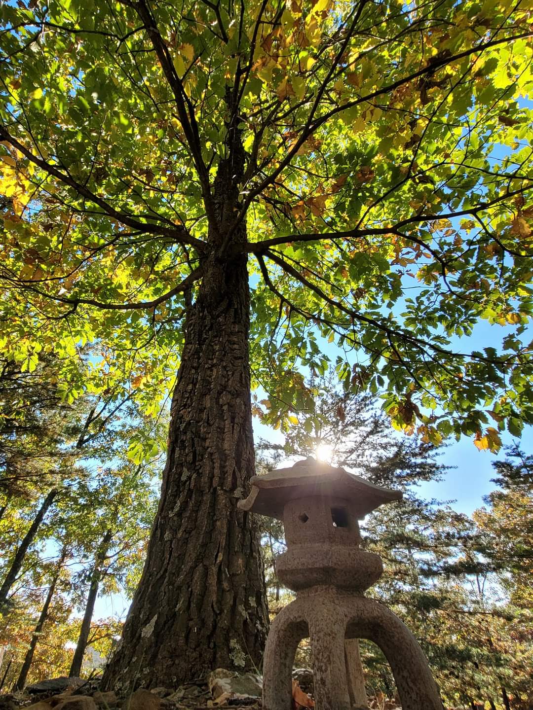 Call for artists for 2024 All Beings Zen Sangha Calendar All Beings